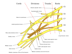 الإصابات الناجمة عن الإصابات والأورام في الأعصاب المخية والأعصاب الطرفية - Microneurosurgery Rovigo